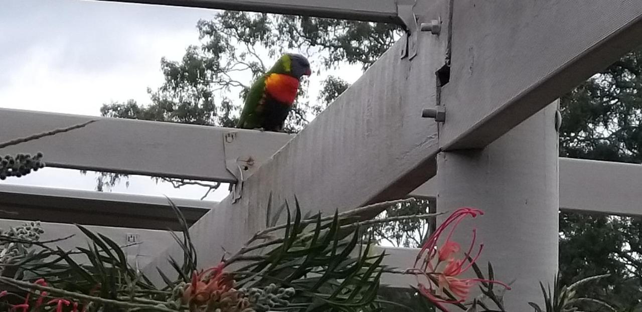 Taree Country Motel エクステリア 写真
